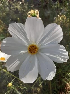 White Cosmos Seeds