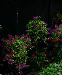 Petunia ‘Giant Cherry’ – Petunia X Hybrida Grandiflora Seeds