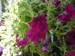 Petunia ‘Giant Cherry’ – Petunia X Hybrida Grandiflora Seeds -Garden Fresh Shop 2023 3