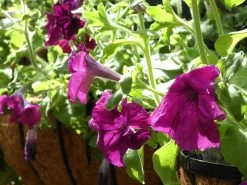 Petunia ‘Giant Cherry’ – Petunia X Hybrida Grandiflora Seeds -Garden Fresh Shop 2023 4