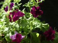 Petunia ‘Giant Cherry’ – Petunia X Hybrida Grandiflora Seeds -Garden Fresh Shop 2023 5