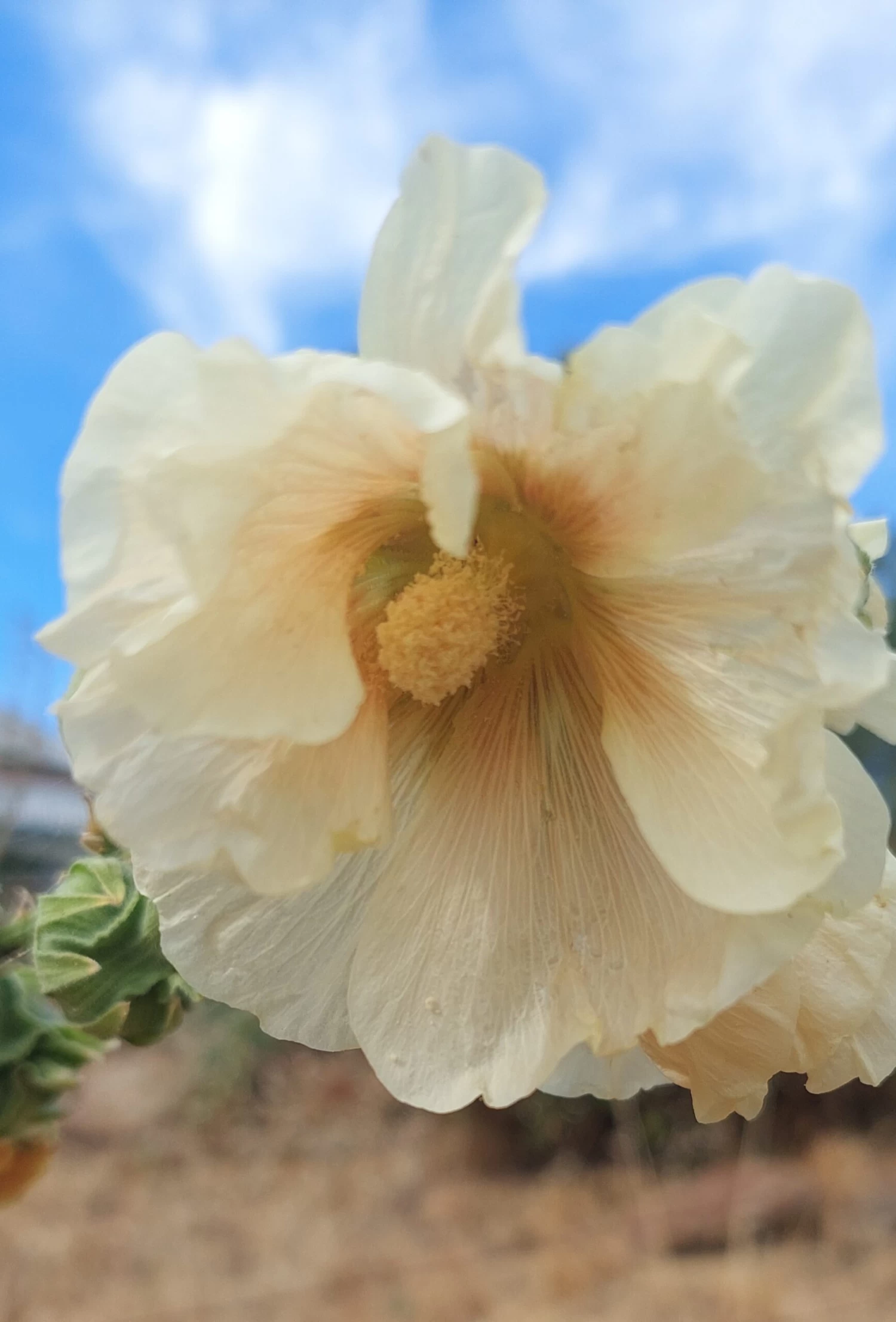 Hollyhock (Pale Yellow) Seeds 4 Hollyhock (Pale Yellow) Seeds - Image 2
