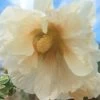 Hollyhock (Pale Yellow) Seeds -Garden Fresh Shop 20230115 092400 scaled 1