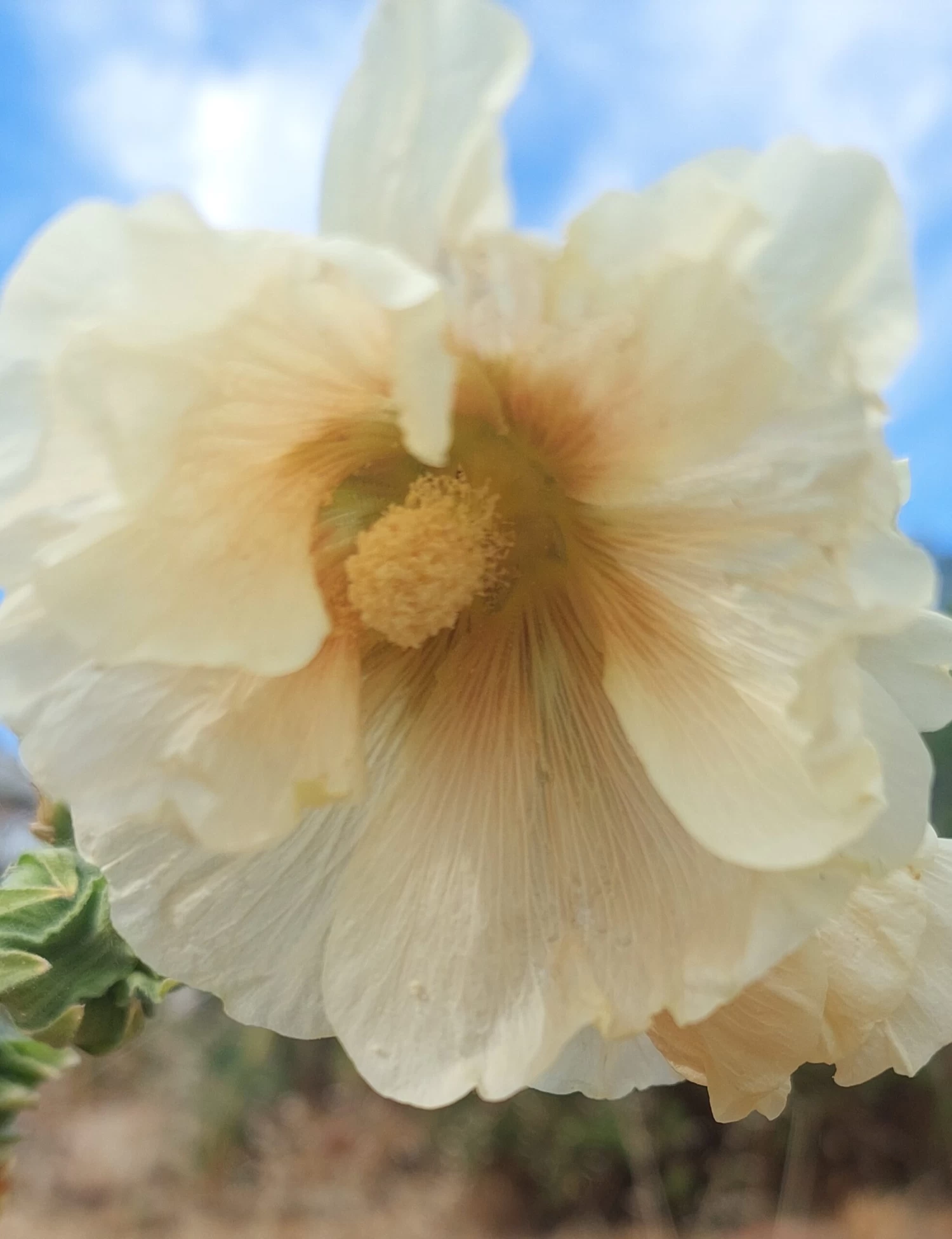 Hollyhock (Pale Yellow) Seeds 3 Hollyhock (Pale Yellow) Seeds