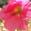 Hollyhock (Fuchsia Pink) Seeds 2 Hollyhock (Fuchsia Pink) Seeds -Garden Fresh Shop 20230115 101008
