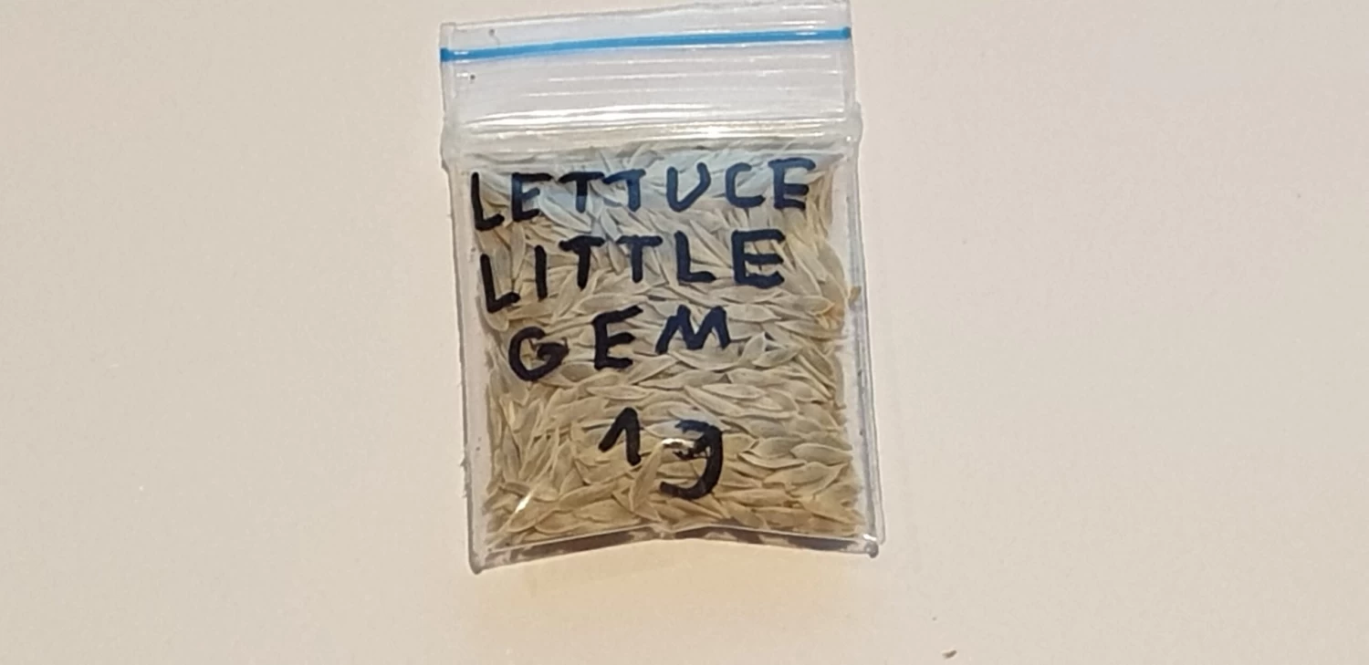 Organic Lettuce Little Gem Seeds 4 Organic Lettuce Little Gem Seeds - Image 2