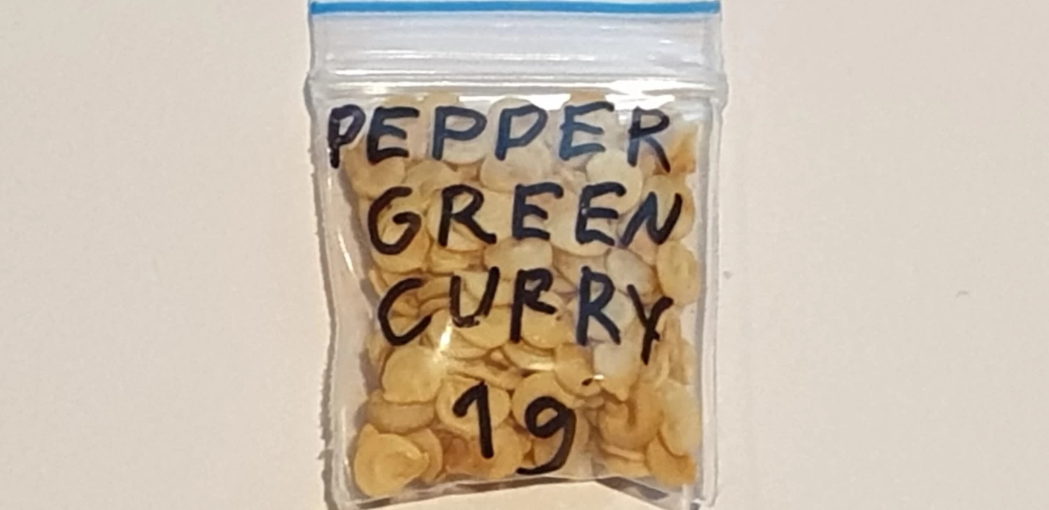 Organic Pepper Green Curry Seeds 4 Organic Pepper Green Curry Seeds - Image 2