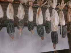 Oaxacan Green Corn Seeds