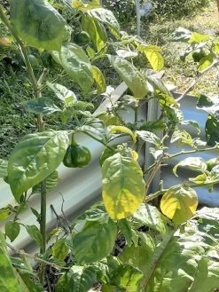 Golden Habanero Chilli Seeds 7 Golden Habanero Chilli Seeds -Garden Fresh Shop 20230610 122913