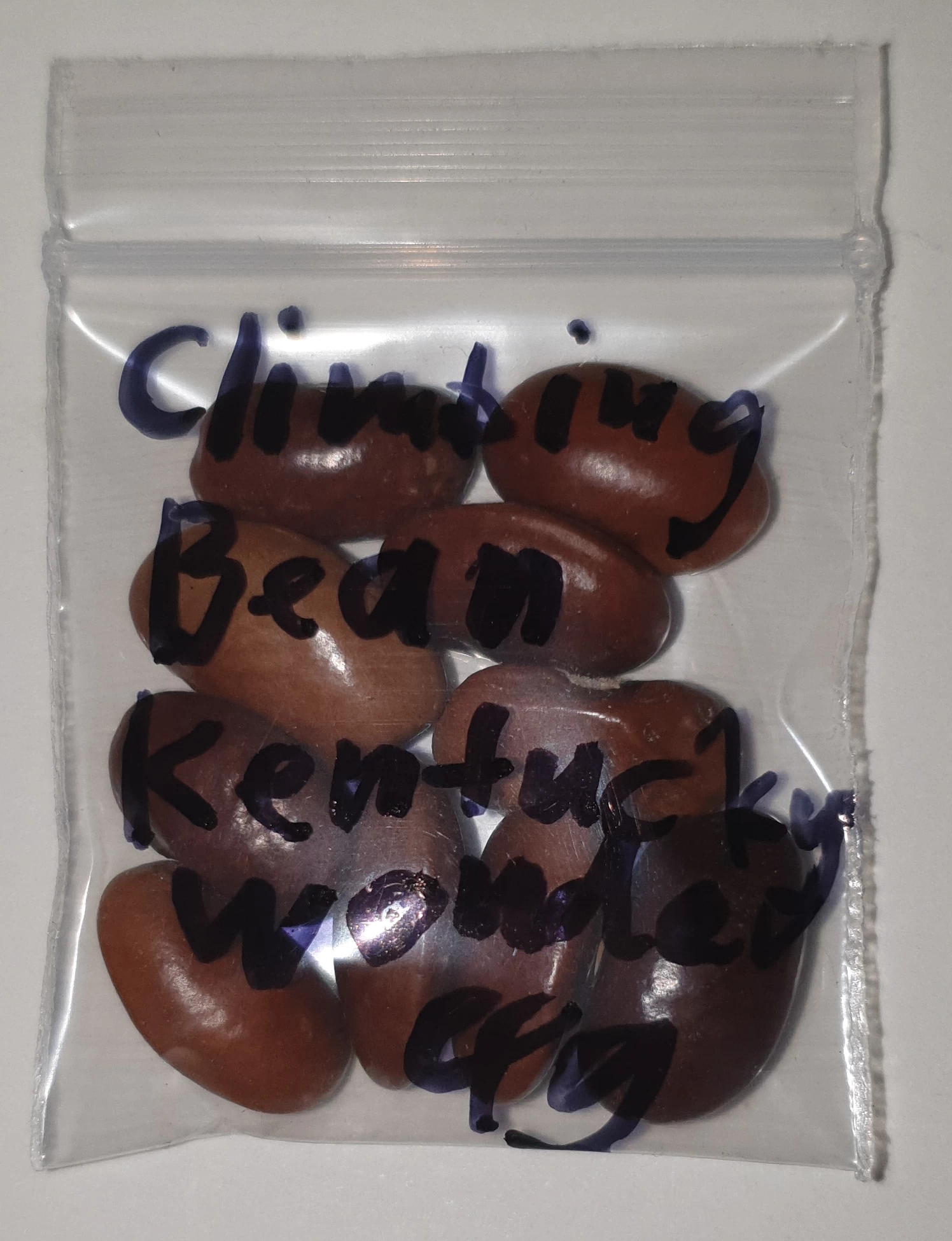 Organic Climbing Bean Kentucky Wonder Seeds 4 Organic Climbing Bean Kentucky Wonder Seeds - Image 2