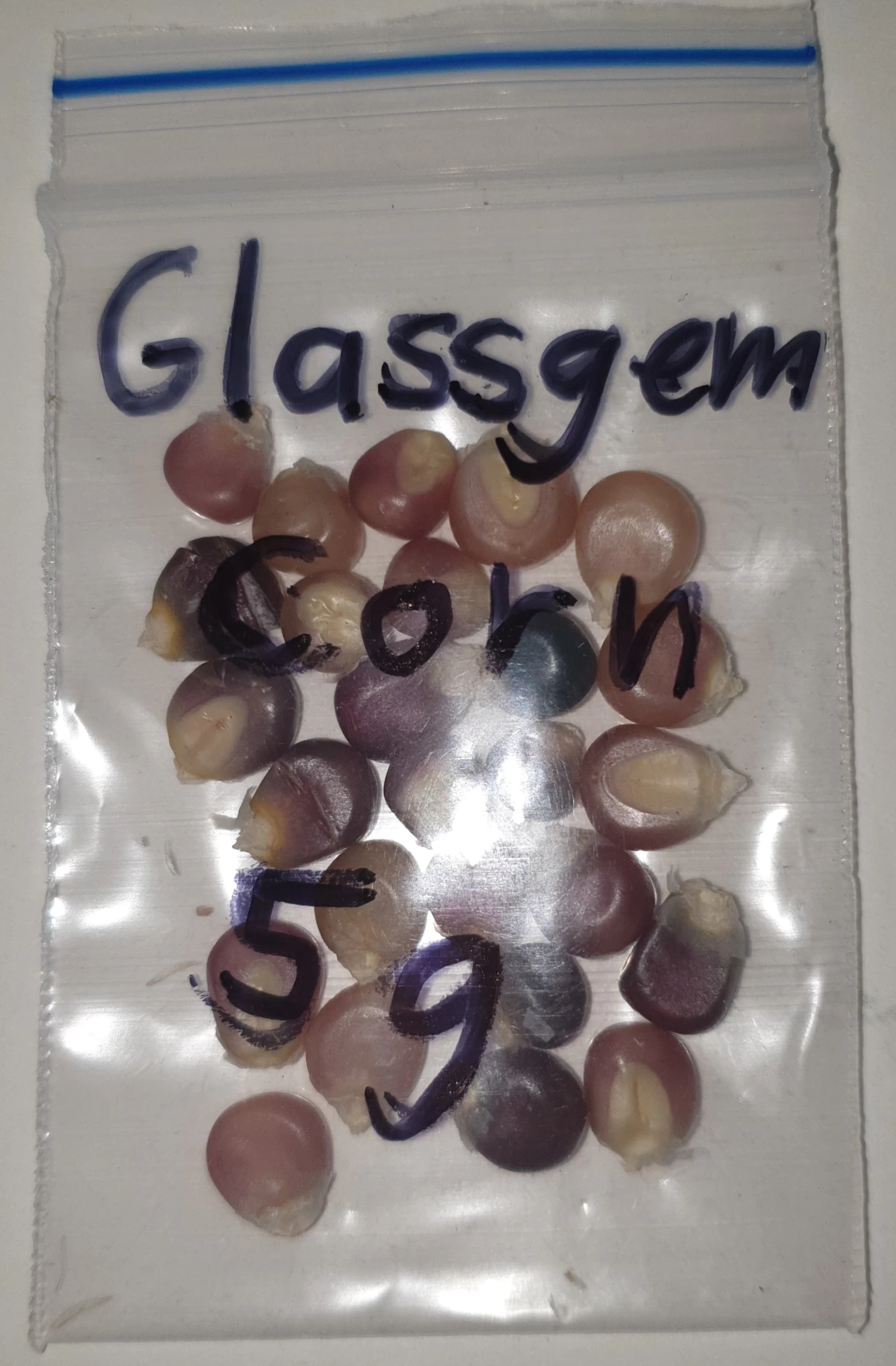 Organic Corn Glassgem Seeds 4 Organic Corn Glassgem Seeds - Image 2