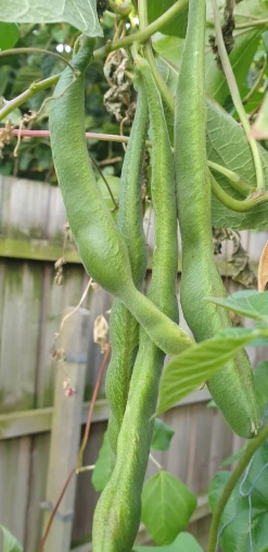 Organic Scarlet Runner Bean Seeds