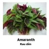 Amaranth Mixed Seeds 1 Amaranth Mixed Seeds -Garden Fresh Shop 21FAFC88 4350 44BE A953 72D86A38509F