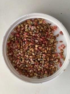 Other Dwarf Pomegranate Seeds