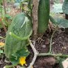 Giant Cucumber/ Dưa Leo Mèo Seeds -Garden Fresh Shop 273457660 666288504719119 1050478623167301300 n scaled 1