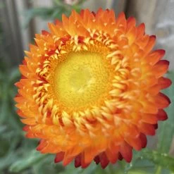 Xerochrysum Bracteatum (Mixed Colour) Everlasting Paper Daisy (5g Bulk) Seeds -Garden Fresh Shop 28DB8A0F 18B1 4FBC BA0C 22D880465780