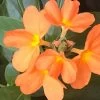 Organic Firecracker Flower/ Crossandra Infundibuliformis/ Kanakambram Seeds -Garden Fresh Shop 2DCC4E4A 4A35 4A20 823A 195AD3A45CAD