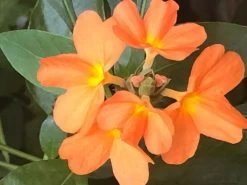 Organic Firecracker Flower/ Crossandra Infundibuliformis/ Kanakambram Seeds