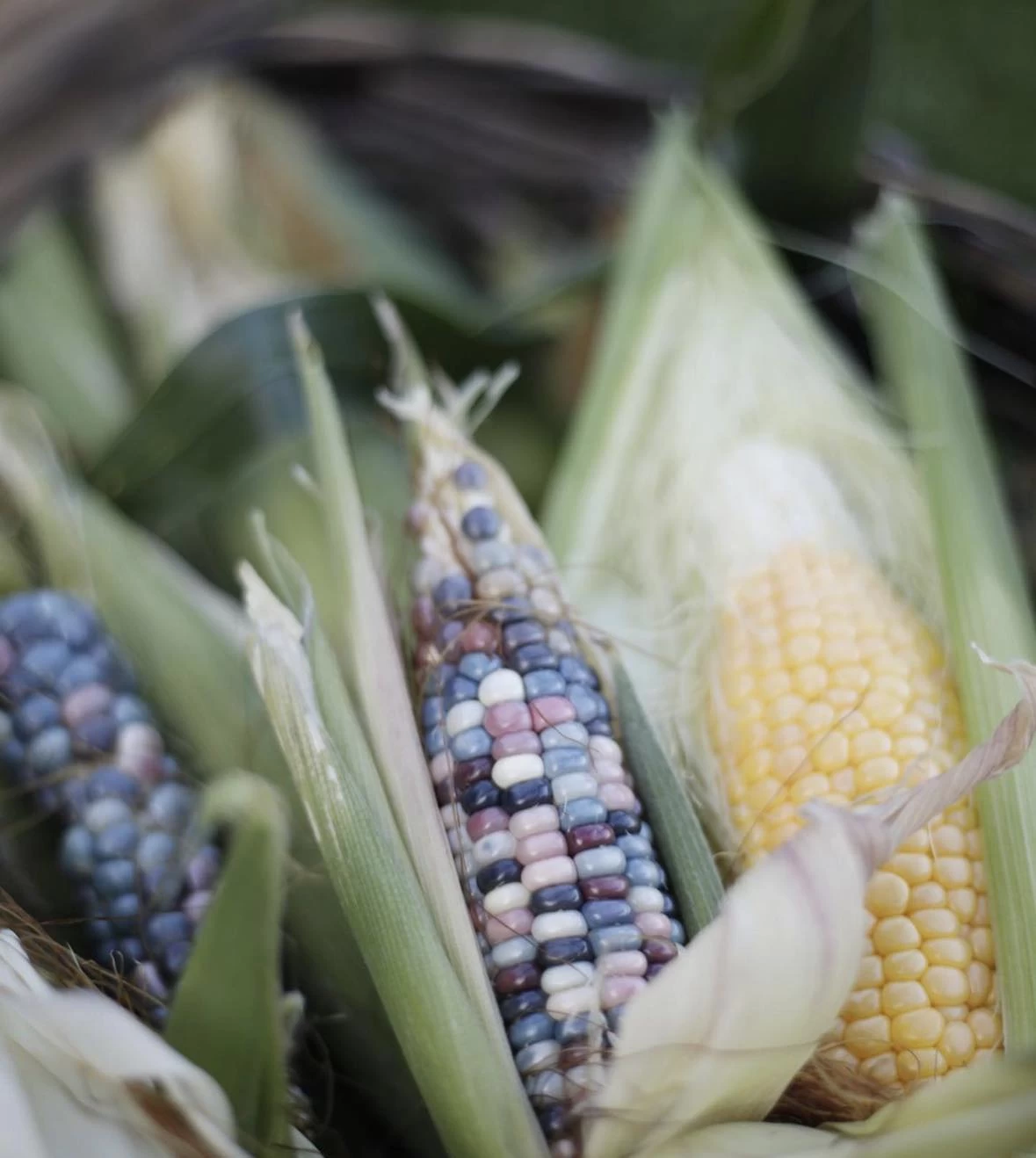 Glass Gem Corn Seeds 3 Glass Gem Corn Seeds