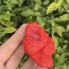 Mad Hatter Capsicum Seeds 2 Mad Hatter Capsicum Seeds -Garden Fresh Shop 370330905 281589578129225 8044746083816151951 n
