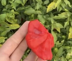 Mad Hatter Capsicum Seeds