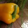 Yellow Capsicum ‘Amigo Gold’ – Capsicum Annuum Seeds -Garden Fresh Shop 37B48FA5 76DE 44F2 88EA AFE344FA9CA0
