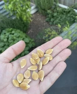 Qld Blue Pumpkin Seeds