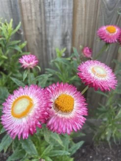 Xerochrysum Bracteatum (Mixed Colour) Everlasting Paper Daisy (5g Bulk) Seeds -Garden Fresh Shop 3CC8A32F 9EE2 425E A35F 0446BDCBE8A8 scaled 1