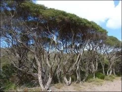 Melaleuca Lanceolata – Moonah Seeds 10 Melaleuca Lanceolata – Moonah Seeds -Garden Fresh Shop 3c94132763ec9a0d0c20b8b74b90938d