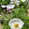 Cosmos – Cupcakes Blush Seeds 2 Cosmos – Cupcakes Blush Seeds -Garden Fresh Shop 412834636 10161118153904286 8273275278491359525 n