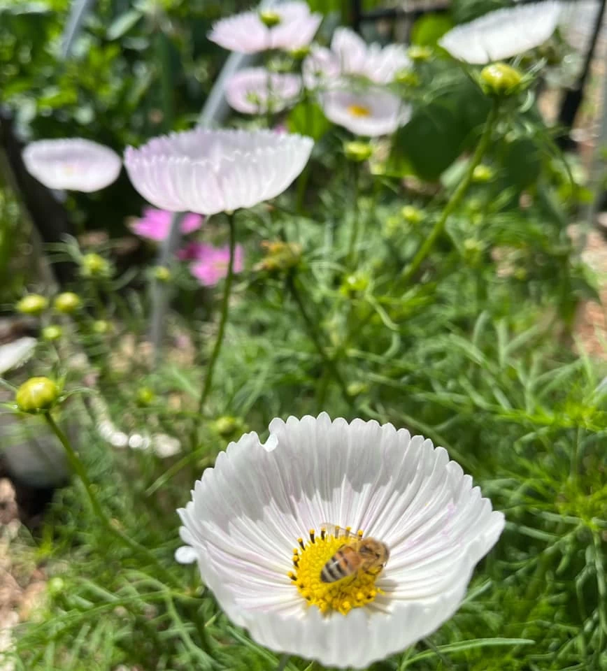 Cosmos – Cupcakes Blush Seeds 3 Cosmos – Cupcakes Blush Seeds