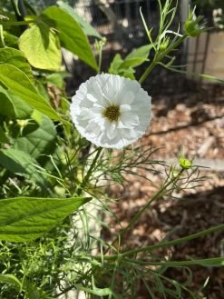 Cosmos – Cupcakes Blush Seeds 9 Cosmos – Cupcakes Blush Seeds -Garden Fresh Shop 412981759 10161118154054286 7830763439033590290 n 1