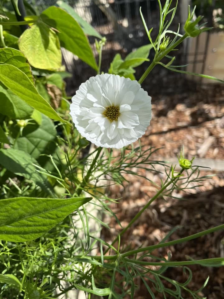 Cosmos – Cupcakes Blush Seeds 6 Cosmos – Cupcakes Blush Seeds - Image 4