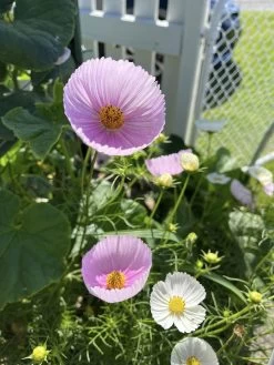 Cosmos – Cupcakes Blush Seeds 8 Cosmos – Cupcakes Blush Seeds -Garden Fresh Shop 415039998 10161118155074286 8443996620472269769 n
