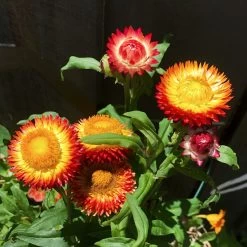 Xerochrysum Bracteatum (Mixed Colour) Everlasting Paper Daisy (5g Bulk) Seeds -Garden Fresh Shop 47072BBB EA04 406D 8C9C 8B62C85A50A9