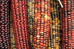 Corn – Painted Mountain Seeds -Garden Fresh Shop 49167fa9d7c13c4f2616b7b0947a768a
