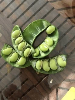 Organic Lablab Bean Vine Variety /Indian Bean/Avarakkai Seeds 13 Organic Lablab Bean Vine Variety /Indian Bean/Avarakkai Seeds -Garden Fresh Shop 498595C5 2745 4540 9089 D9087C959457 scaled 1