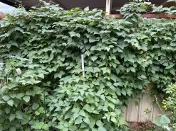 Organic Double Beans/ Tropical Lima Beans Seeds -Garden Fresh Shop 4D0BED51 EEF6 483A ADAC 9DA180D04D85 scaled 1