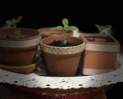 Organic Basil- Krishna Tulsi Seeds -Garden Fresh Shop 4FF2BD53 B348 4167 B42A C6698E339FDE scaled 1