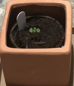 Organic Basil- Krishna Tulsi Seeds -Garden Fresh Shop 54CC2F4E ED0B 4F61 992C 2E93EB23FD4C