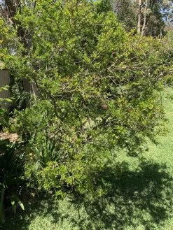 Other Dwarf Pomegranate Seeds -Garden Fresh Shop 58F613CD 344F 4EF0 B8B3 7F20EE9474F2 scaled 1