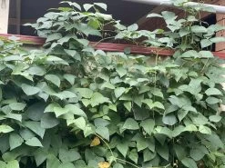 Organic Double Beans/ Tropical Lima Beans Seeds -Garden Fresh Shop 5AC85FD6 503F 4535 AC8C FBE025838A1F scaled 1