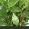 Egyptian Spinach / Jute / Rau đay đỏ (red Color) Seeds -Garden Fresh Shop 607657DA A6A8 4B59 8EDB 61685F86A551