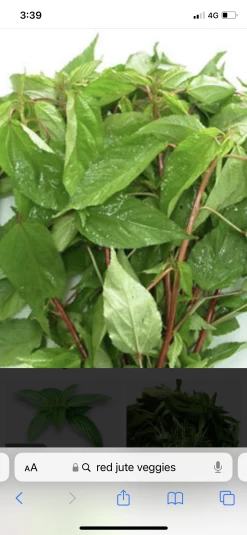 Egyptian Spinach / Jute / Rau đay đỏ (red Color) Seeds