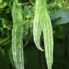 Snake Gourd Seeds -Garden Fresh Shop 60C85DC7 2369 40B7 9EB4 FD0B78C7A204