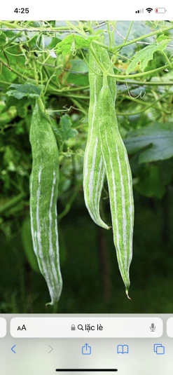 Snake Gourd Seeds