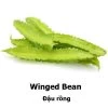 Winged Bean Seeds 2 Winged Bean Seeds -Garden Fresh Shop 677CE74B C93C 4002 B32C 27F0CA95C97A