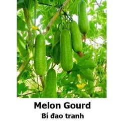 Melon Gourd Seeds