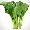 Choy Sum / Cải Ngọt Seeds -Garden Fresh Shop 75F5CC6D 8C25 4005 A511 9909E19E15E5