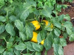Yellow Capsicum ‘Amigo Gold’ – Capsicum Annuum Seeds -Garden Fresh Shop 7897B3E6 5B15 437C B27D 0AE1A508895F